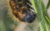Malacosoma franconica